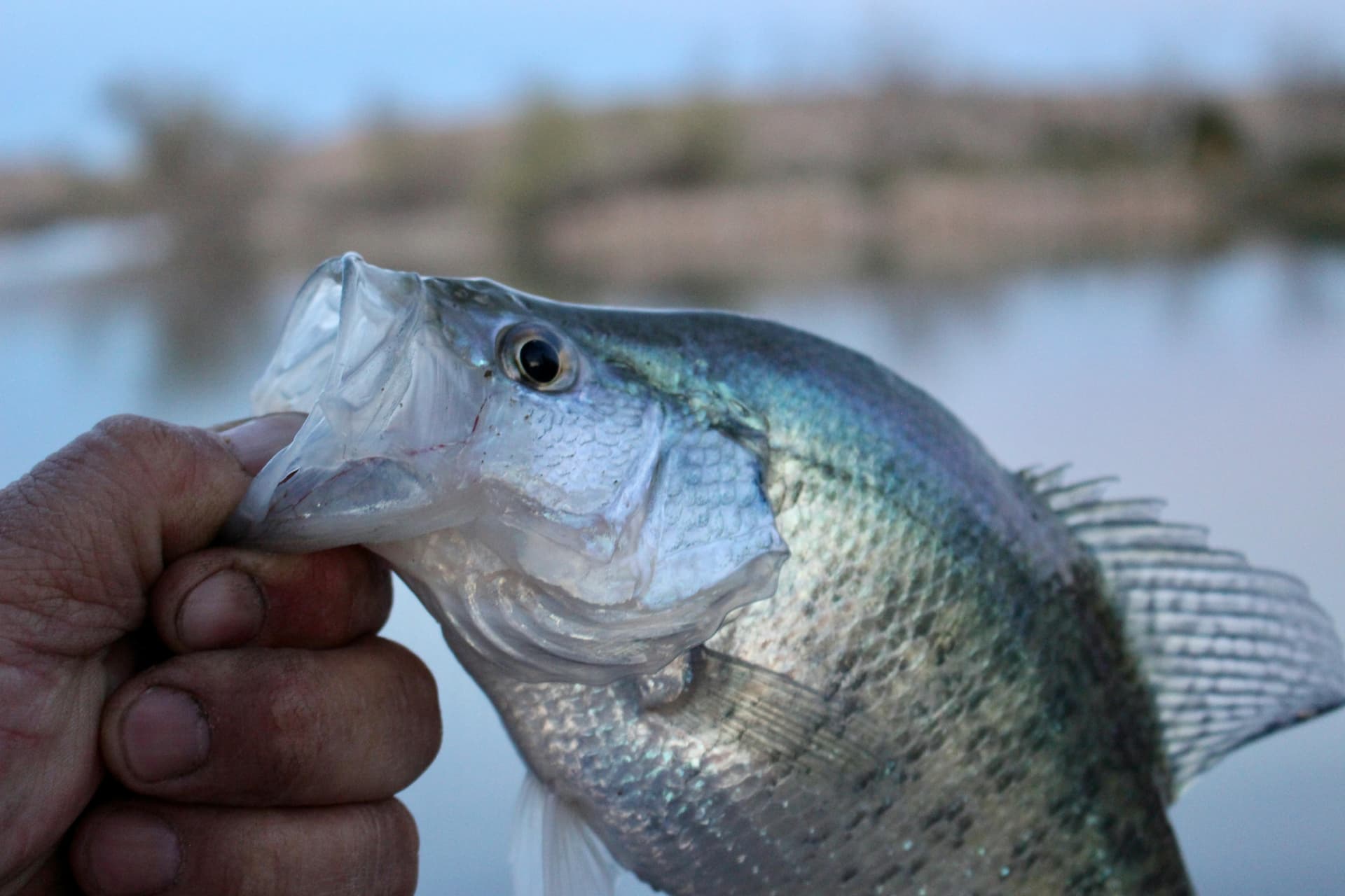 Best Crappie Fishing Lures That Actually Work